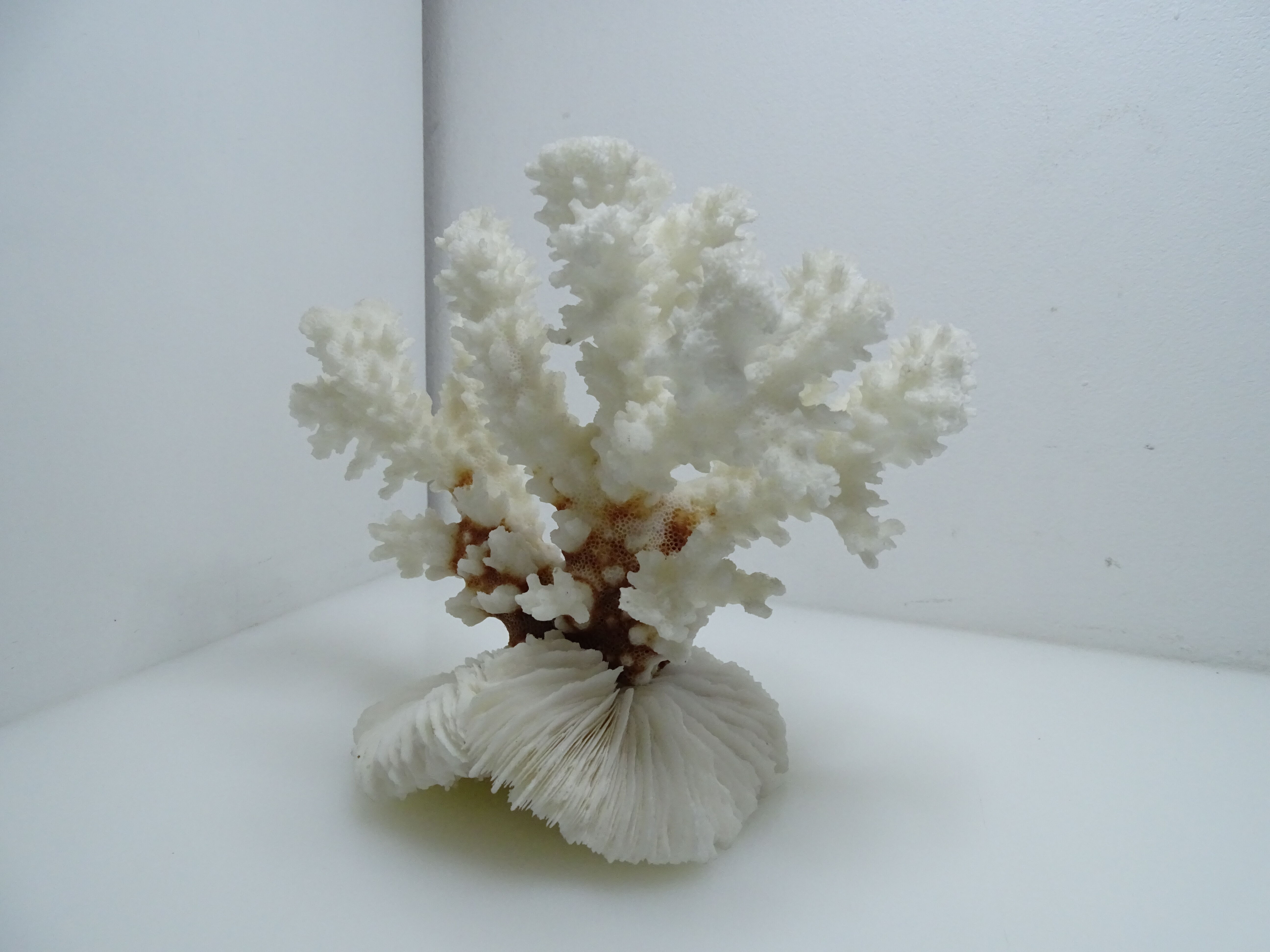 White coral on ancient base