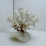 White coral on ancient base