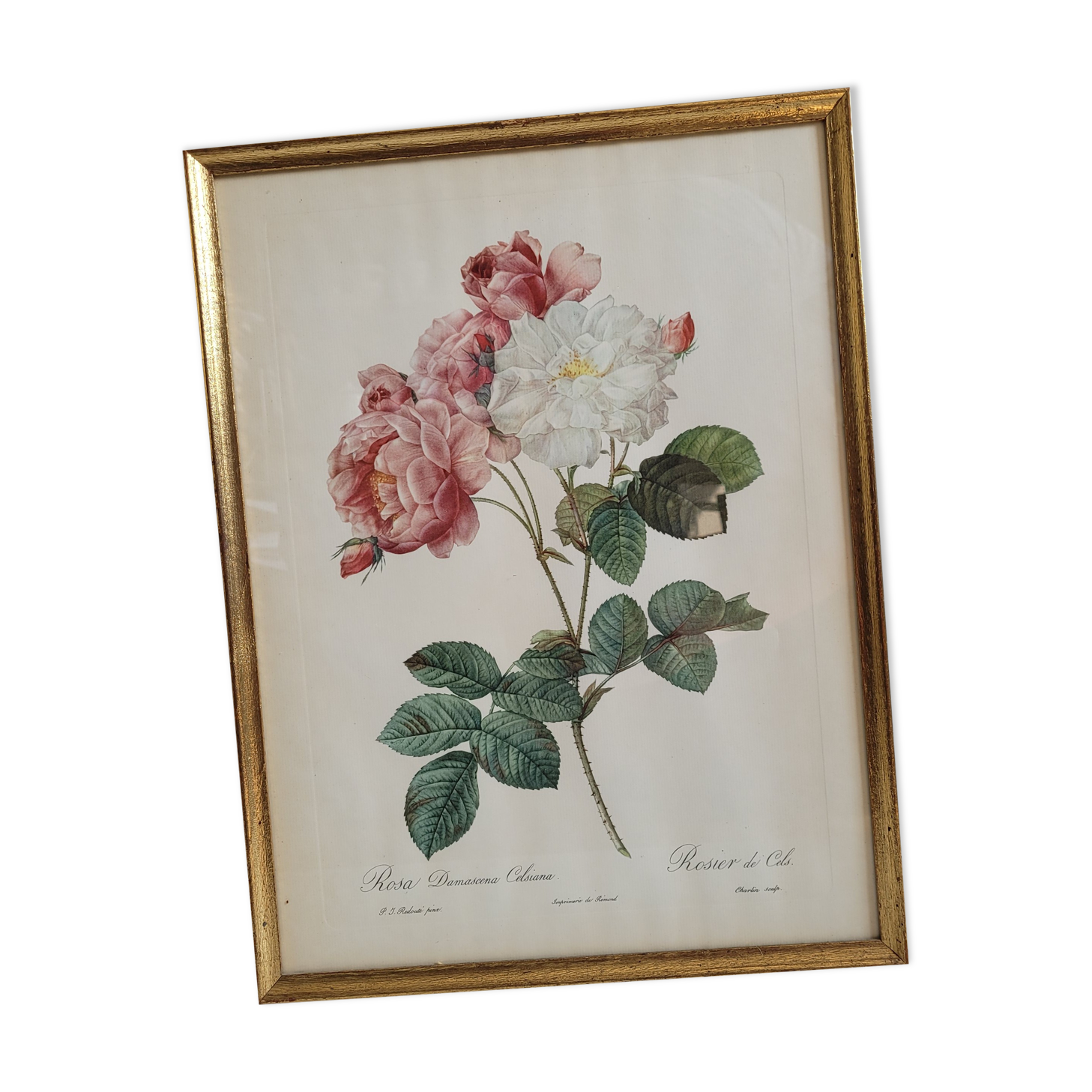 Litho rose of Cels