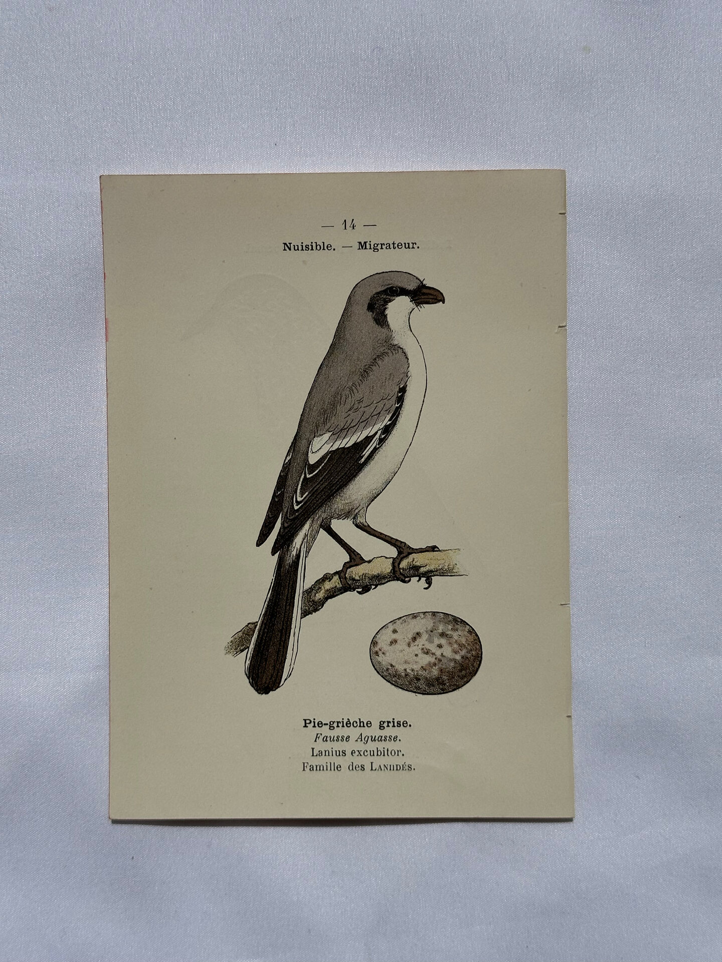 Planche Botanique Gravure oiseaux naturaliste  19eme recto verso  A