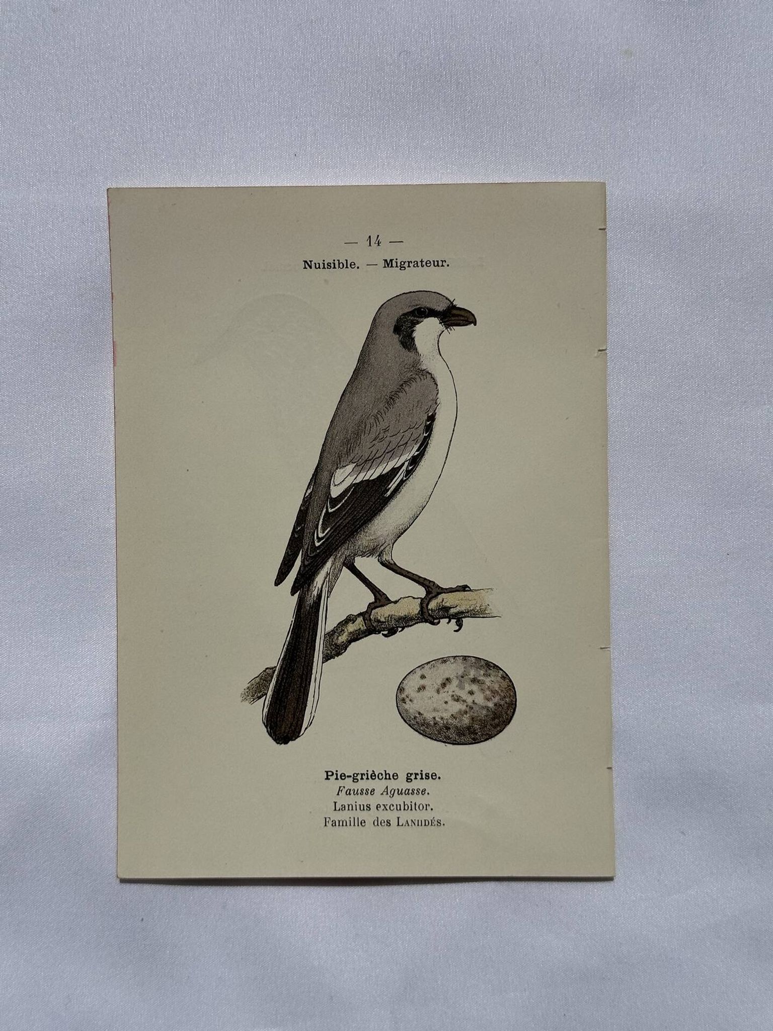 Botanical Plate Engraving of Birds, Naturalist, 19th Century, Double-sided A