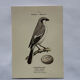 Planche Botanique Gravure oiseaux naturaliste  19eme recto verso  A