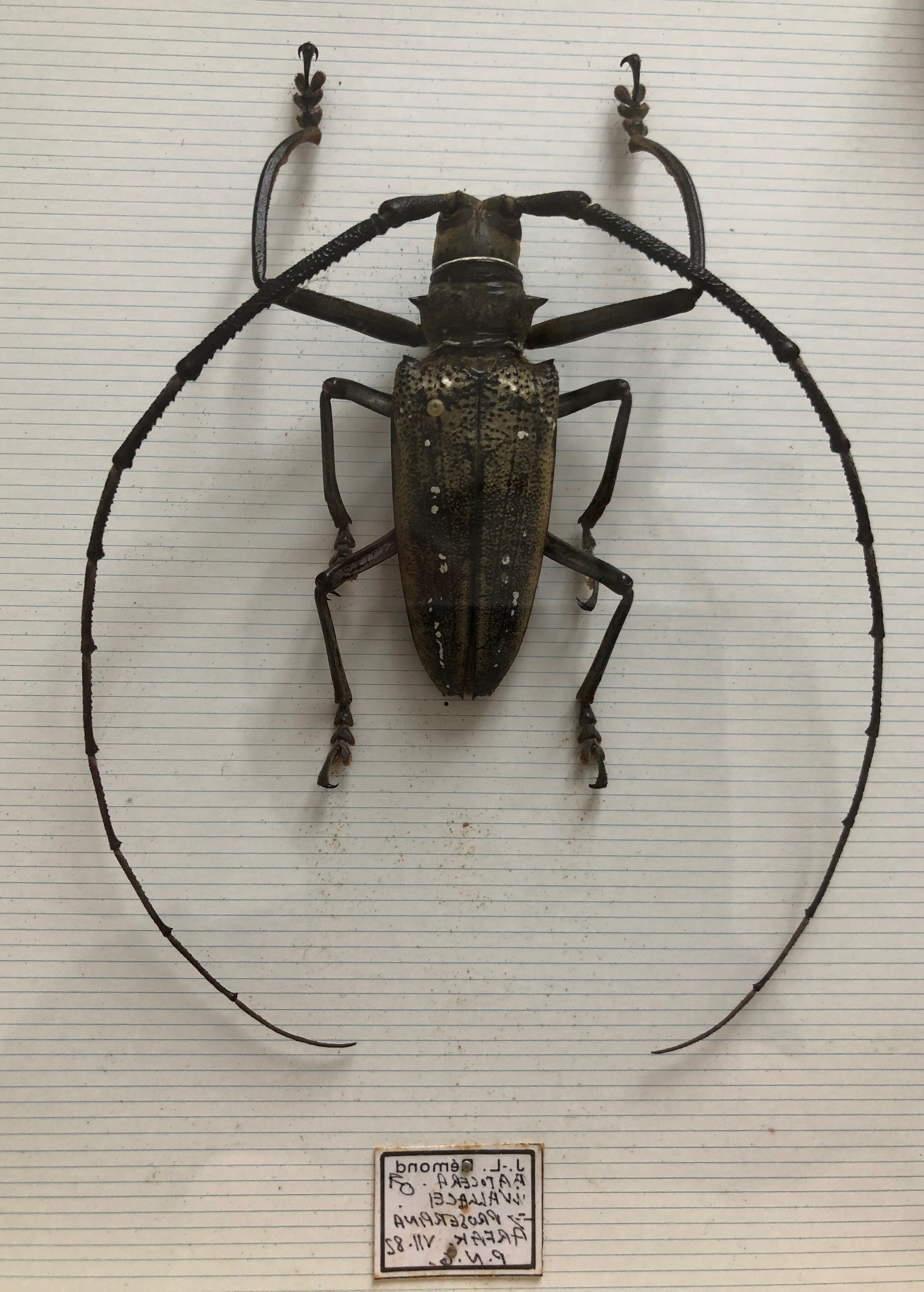 Naturalized beetle insects