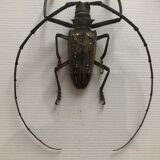 Naturalized beetle insects