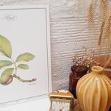 Walnut botanical board