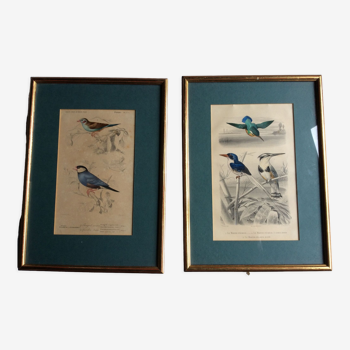 Bird engravings, bird illustration