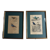 Bird engravings, bird illustration