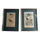 Bird engravings, bird illustration