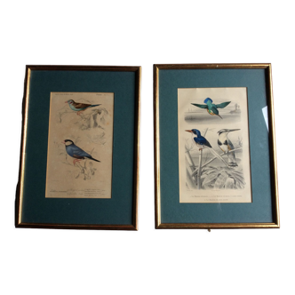 Gravures oiseaux, illustration oiseaux