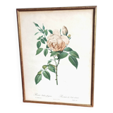 Redouté's pink botanical plate