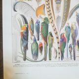 Lithograph on feathers from 1928