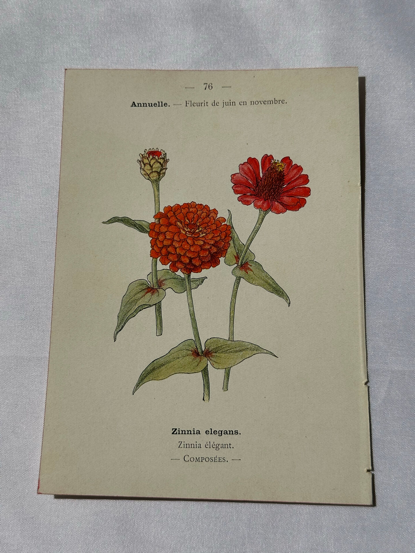 Planche Botanique Gravure naturaliste ancienne 19eme recto verso