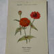 Planche Botanique Gravure naturaliste ancienne 19eme recto verso