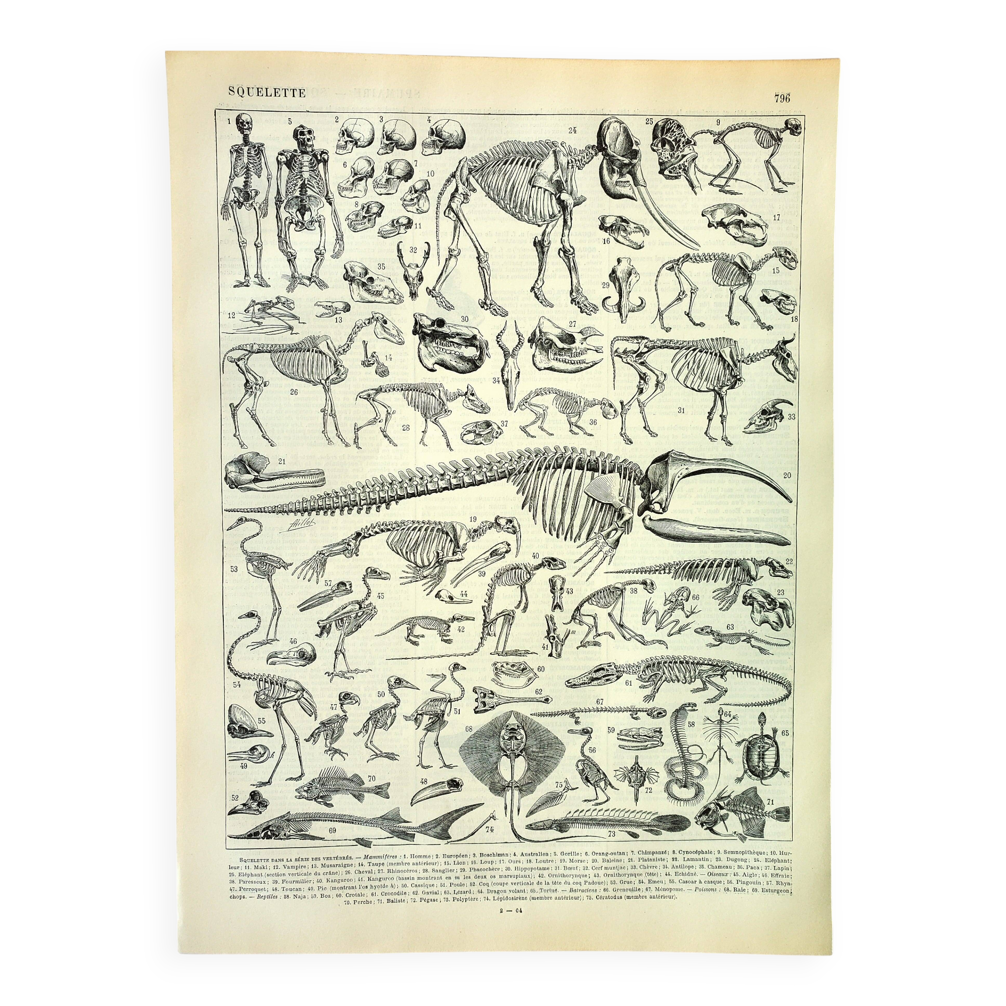 Antique engraving 1897 A. Millot - Animal skeletons, anatomy