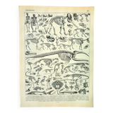 Antique engraving 1897 A. Millot - Animal skeletons, anatomy