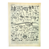 Gravure ancienne 1897 A. Millot - Squelettes d'animaux, anatomie