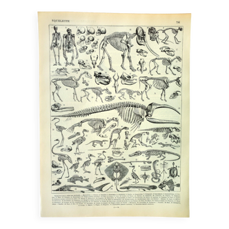 Antique engraving 1897 A. Millot - Animal skeletons, anatomy