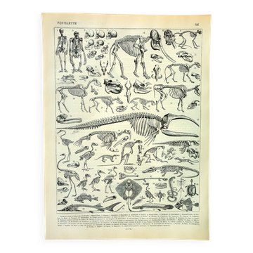 Antique engraving 1897 A. Millot - Animal skeletons, anatomy