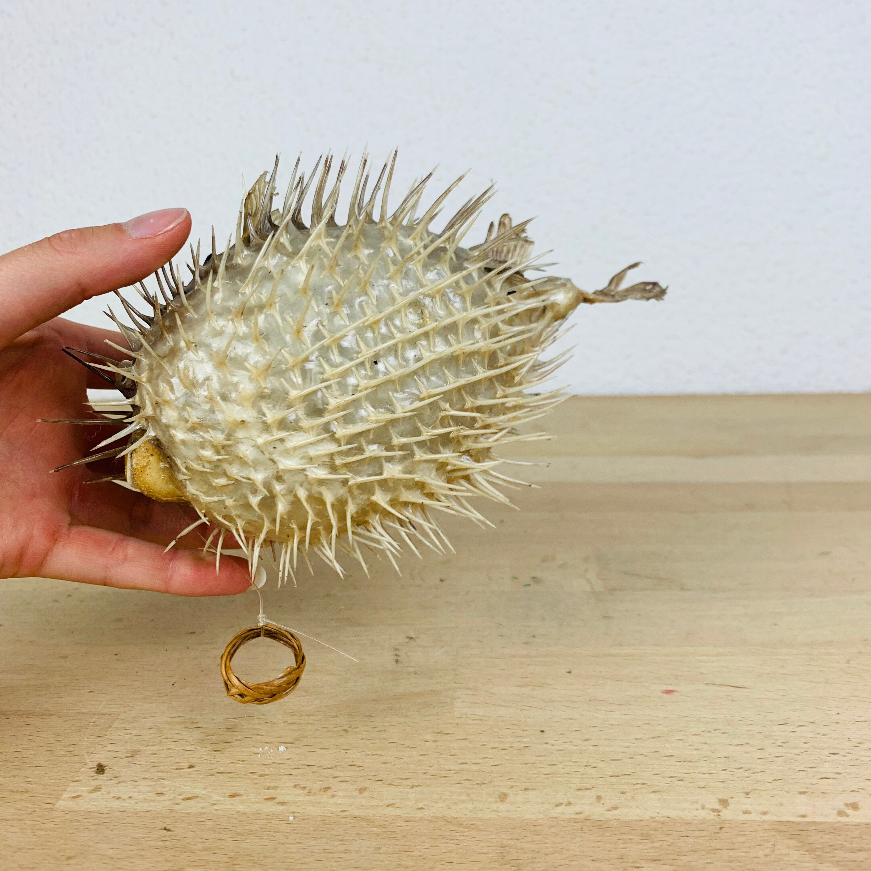 Naturalized diodon puffer fish object of curiosity