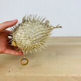 Naturalized diodon puffer fish object of curiosity