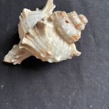 Lot de 4 coquillages anciens lambris