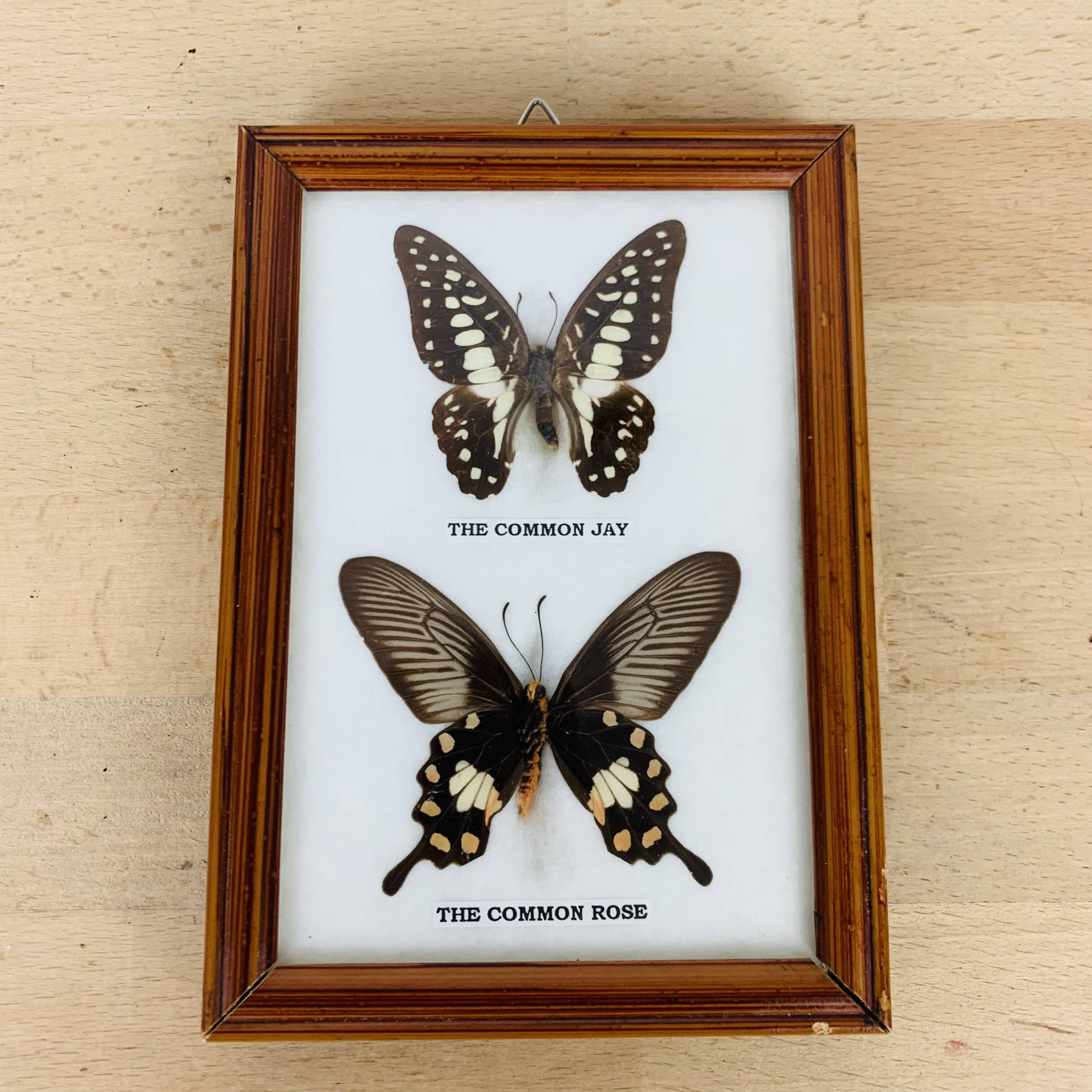 Naturalized butterflies frame