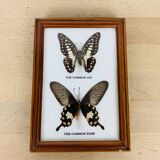 Naturalized butterflies frame
