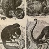Lithograph engraving on the monkeys of the old world I – 1890