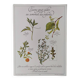 Illustration botanique -Tisane pour aider au sommeil- Gravure de plantes médicinales et herbes