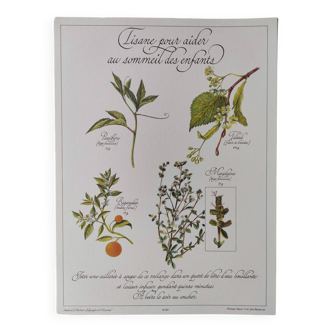 Botanical illustration -Herbal tea to help sleep- Engraving of medicinal plants and herbs