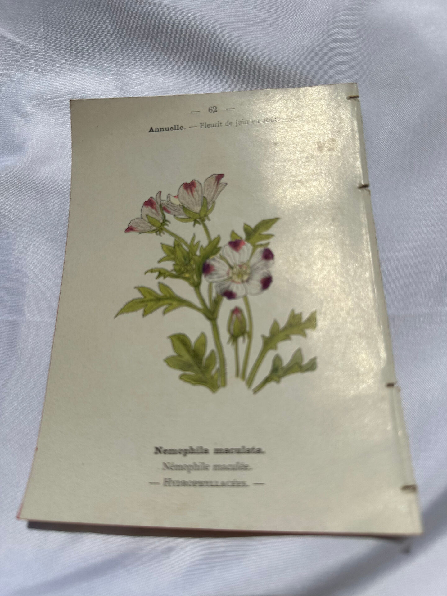 Gravure florale planche botanique vintage double face