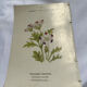 Gravure florale planche botanique vintage double face