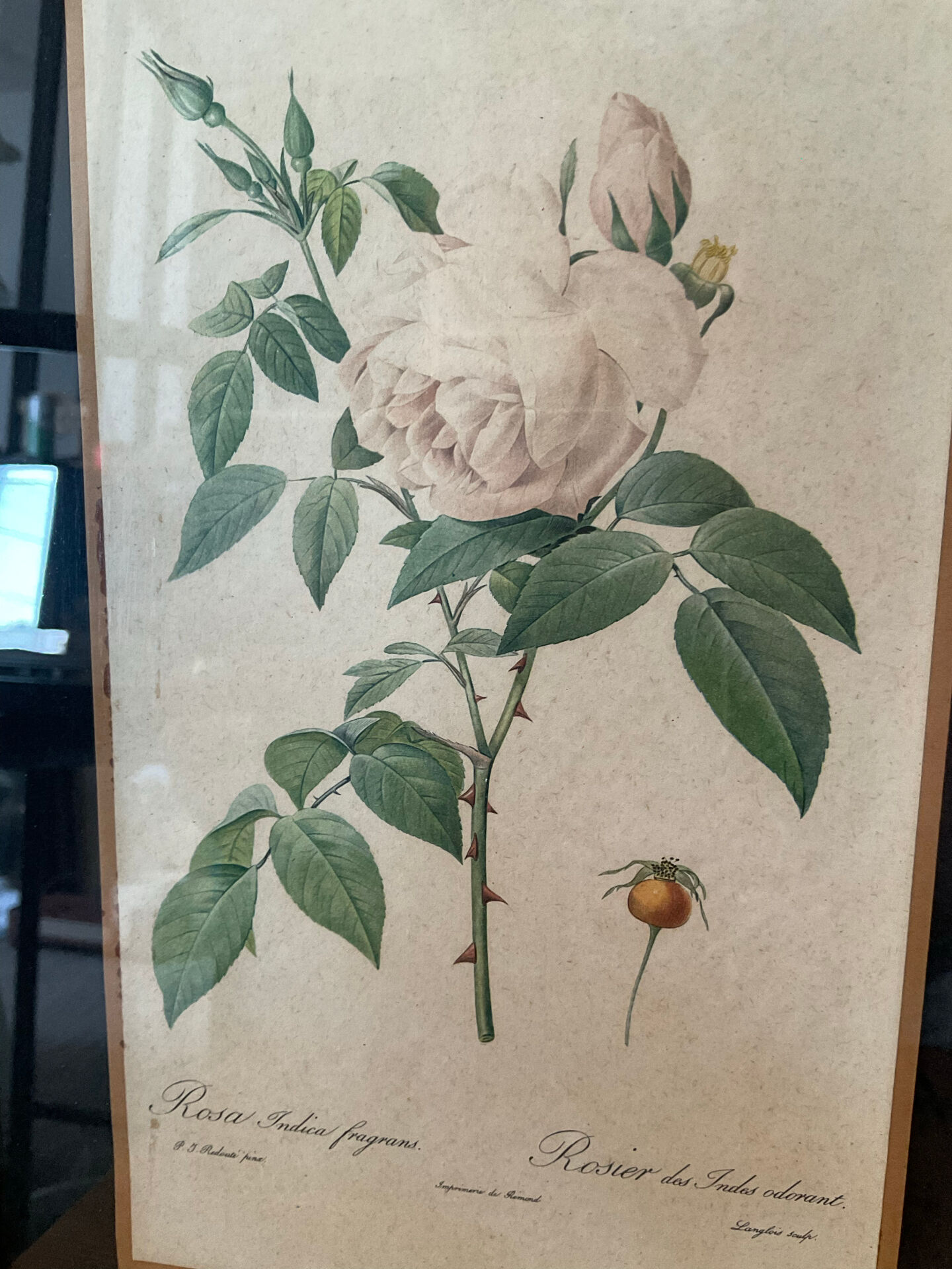 Pair of vintage botanical frames in gilded wood