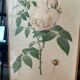 Pair of vintage botanical frames in gilded wood