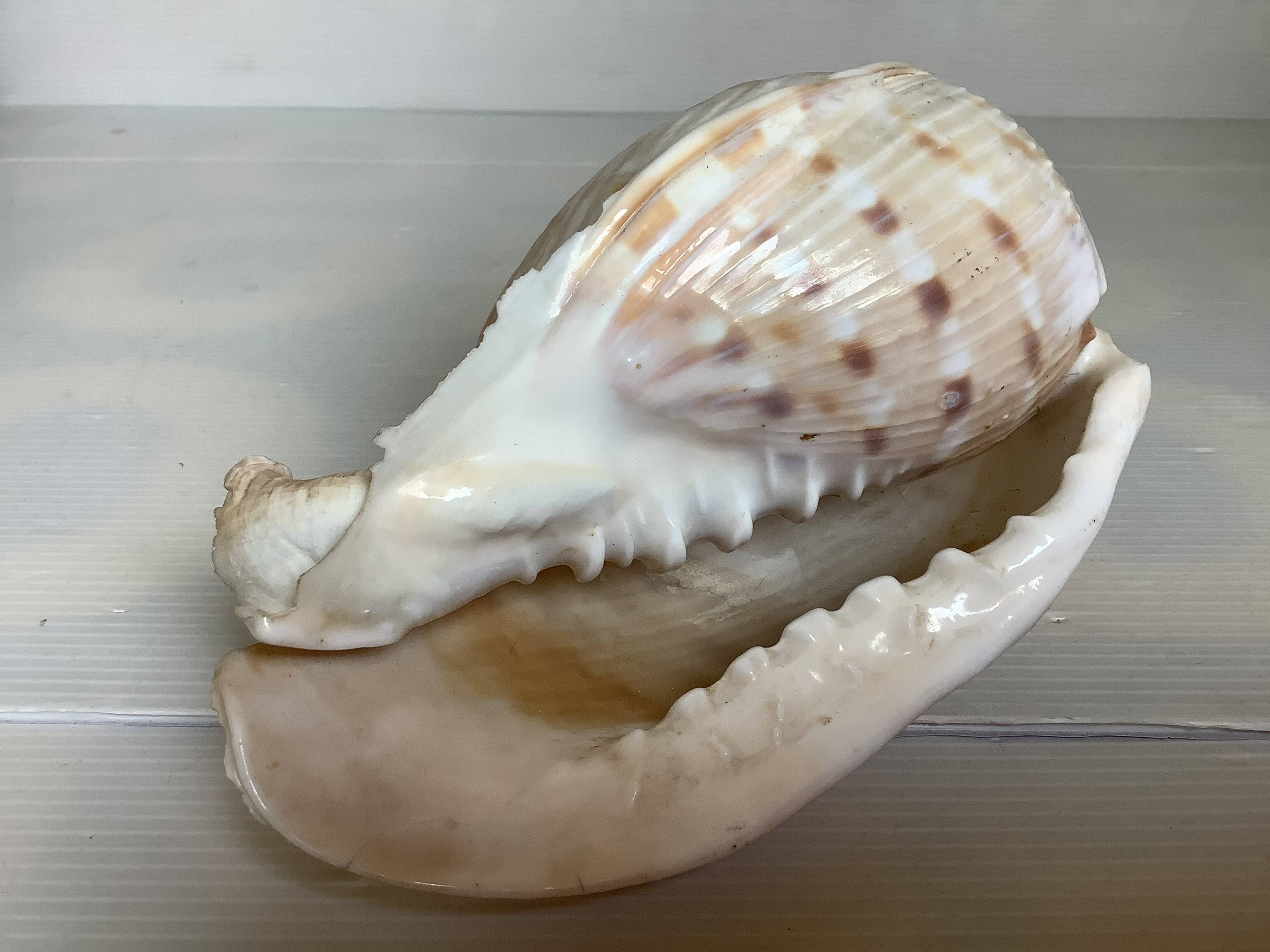 Queen's helmet shell