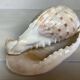 Queen's helmet shell