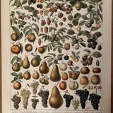 Lithograph engraving on fruits (almond) from 1897