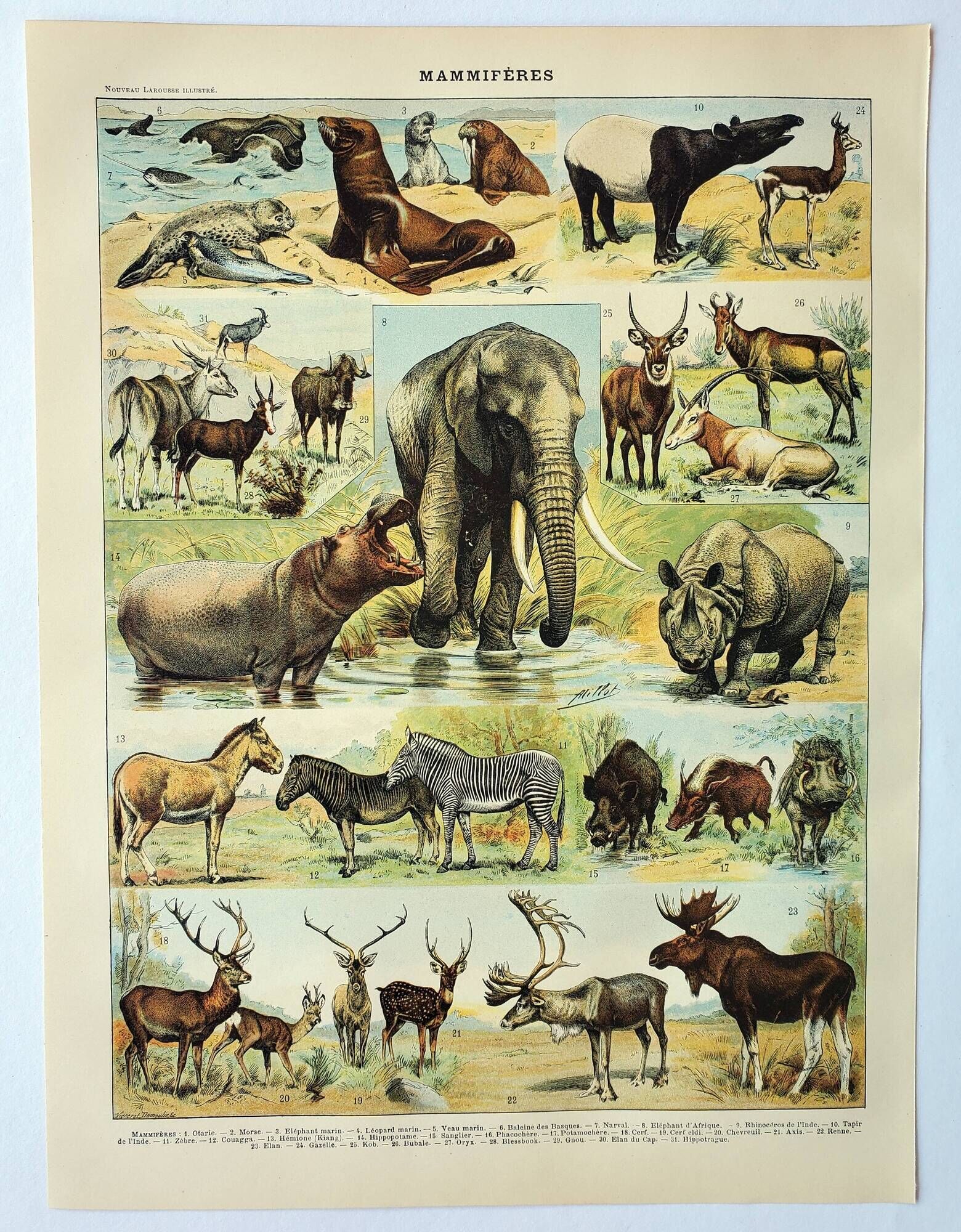 Old engraving 1898, Mammals 1, animals, zoology • Original and vintage lithograph