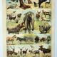 Old engraving 1898, Mammals 1, animals, zoology • Original and vintage lithograph