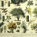 Botanical engraving 1928 A. Millot - Forest 1, forestry, foliage, trees