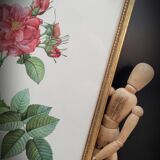 Lithograph Rosier Frankfurt