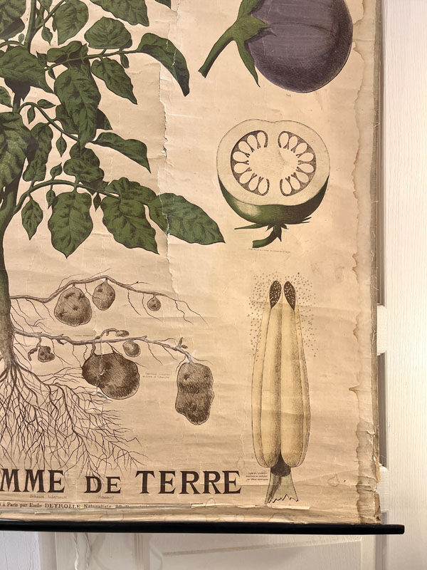 Ancienne planche Deyrolle “La pomme de terre”