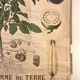 Ancienne planche Deyrolle “La pomme de terre”