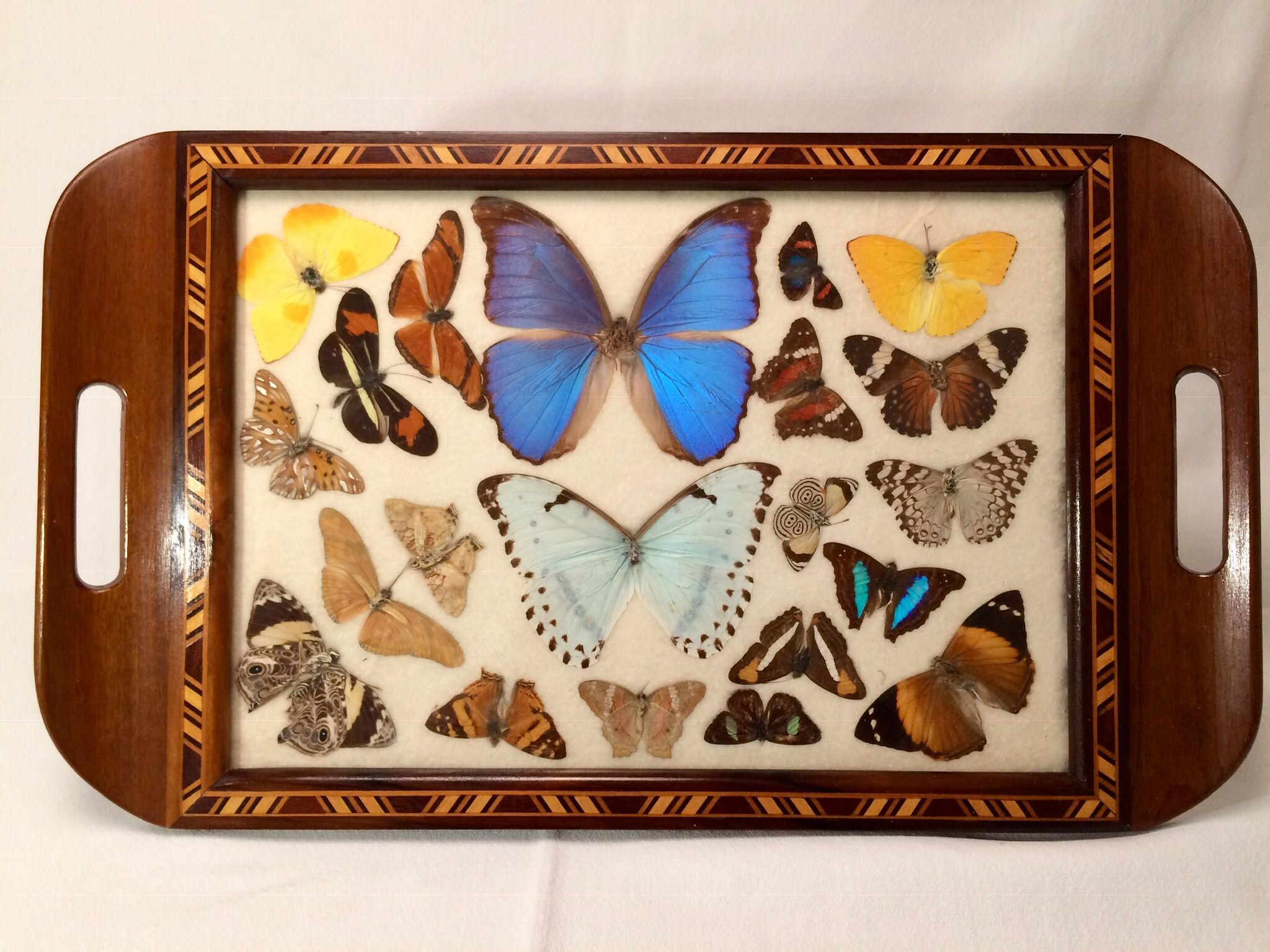 Real butterfly tray, 1940s