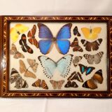 Real butterfly tray, 1940s