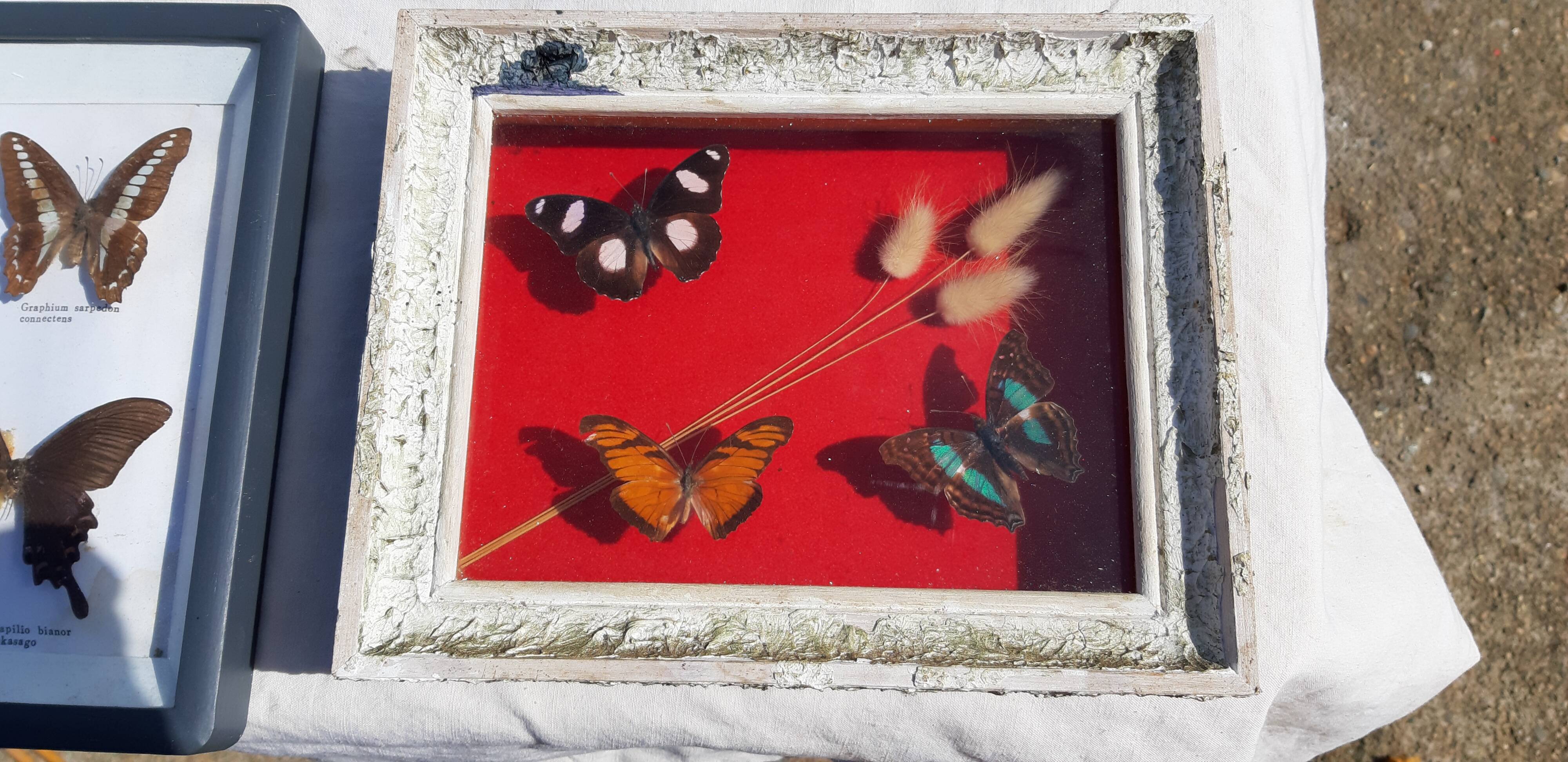 Set of 45 Naturalized Butterflies