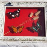 Set of 45 Naturalized Butterflies