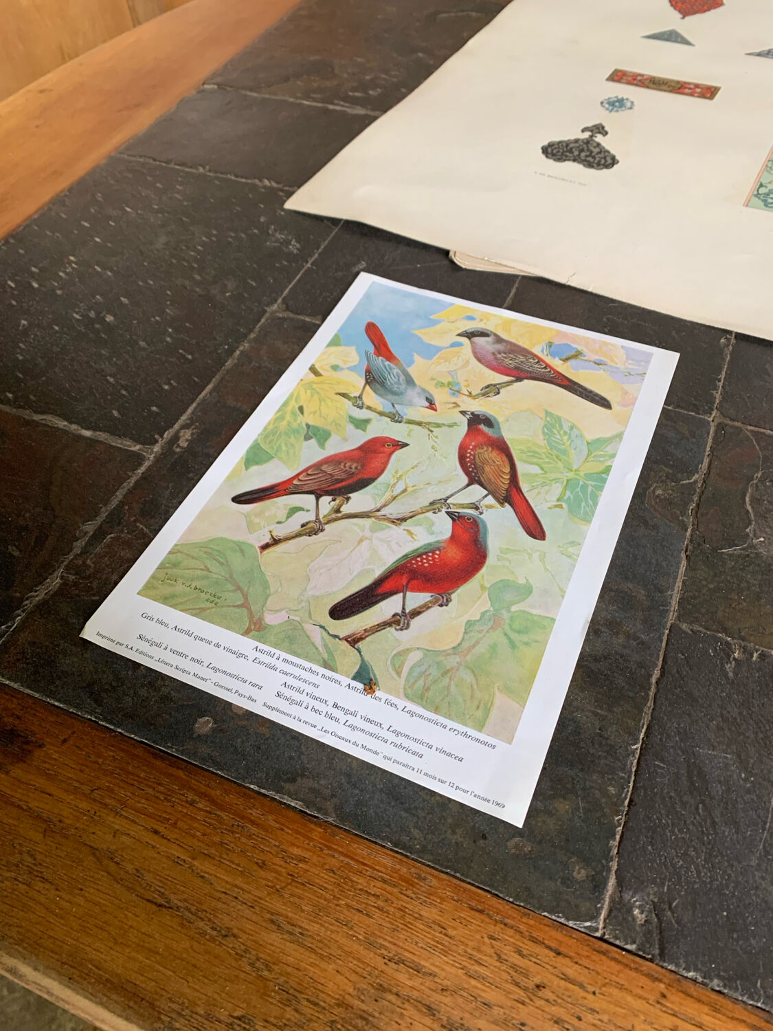 Affichette “Les Oiseaux du Monde” – 1969