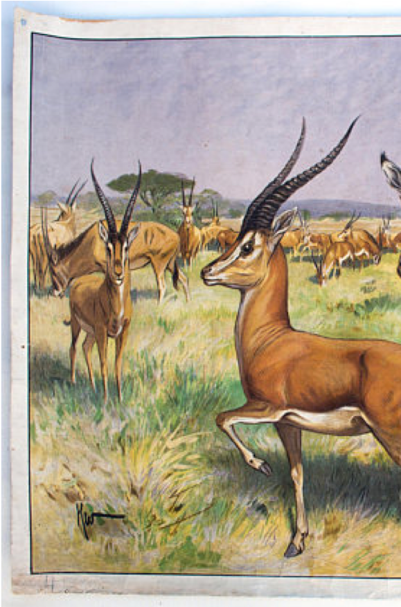 Antilope, grille éducatif, 1891