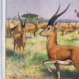 Antilope, educational grid, 1891